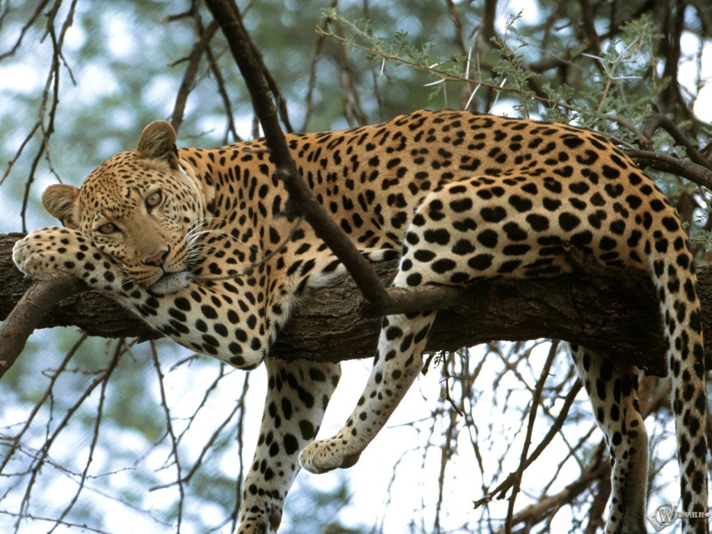 Леопард отдыхает на дереве 1024x768