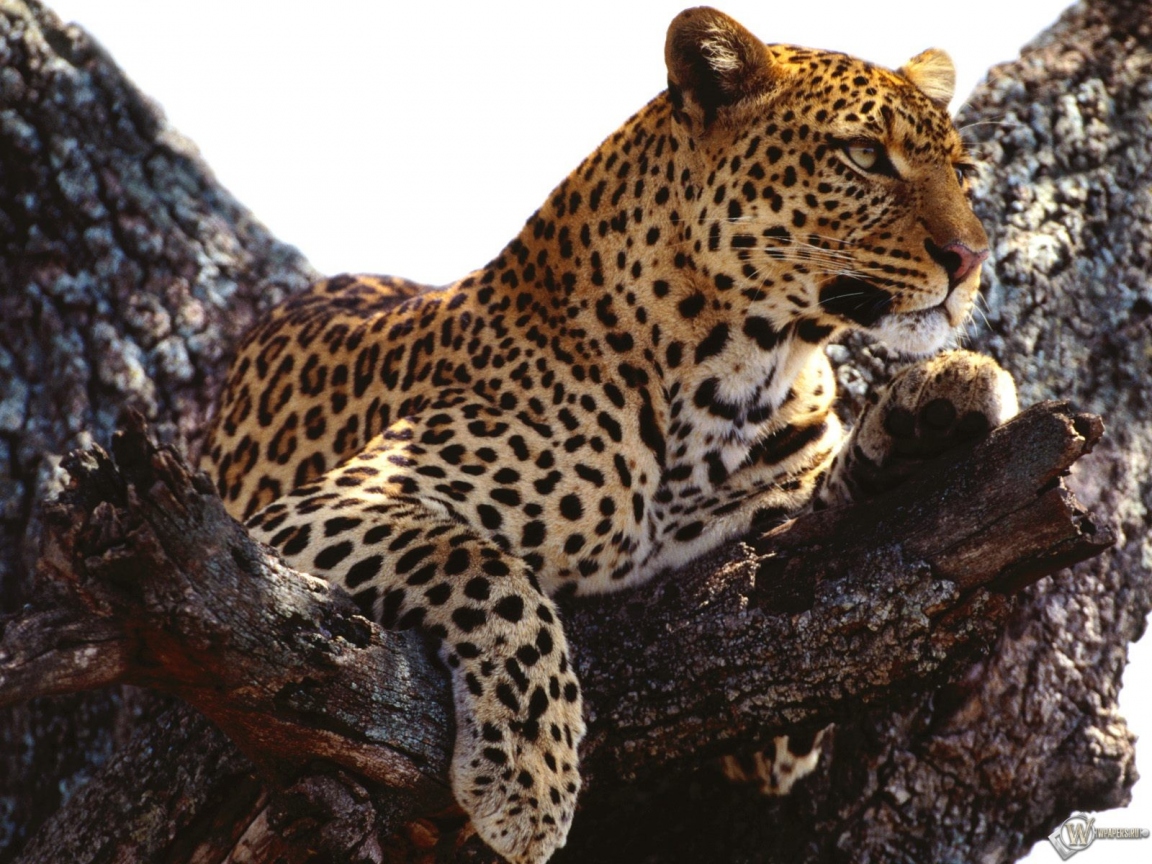 Леопард отдыхает на дереве 1152x864