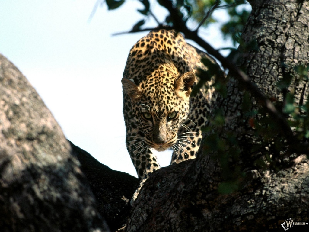 Леопард крадется по дереву 1024x768