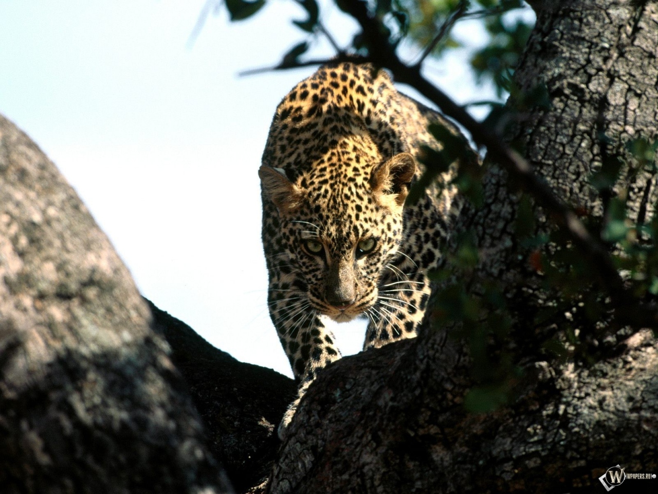 Леопард крадется по дереву 1280x960