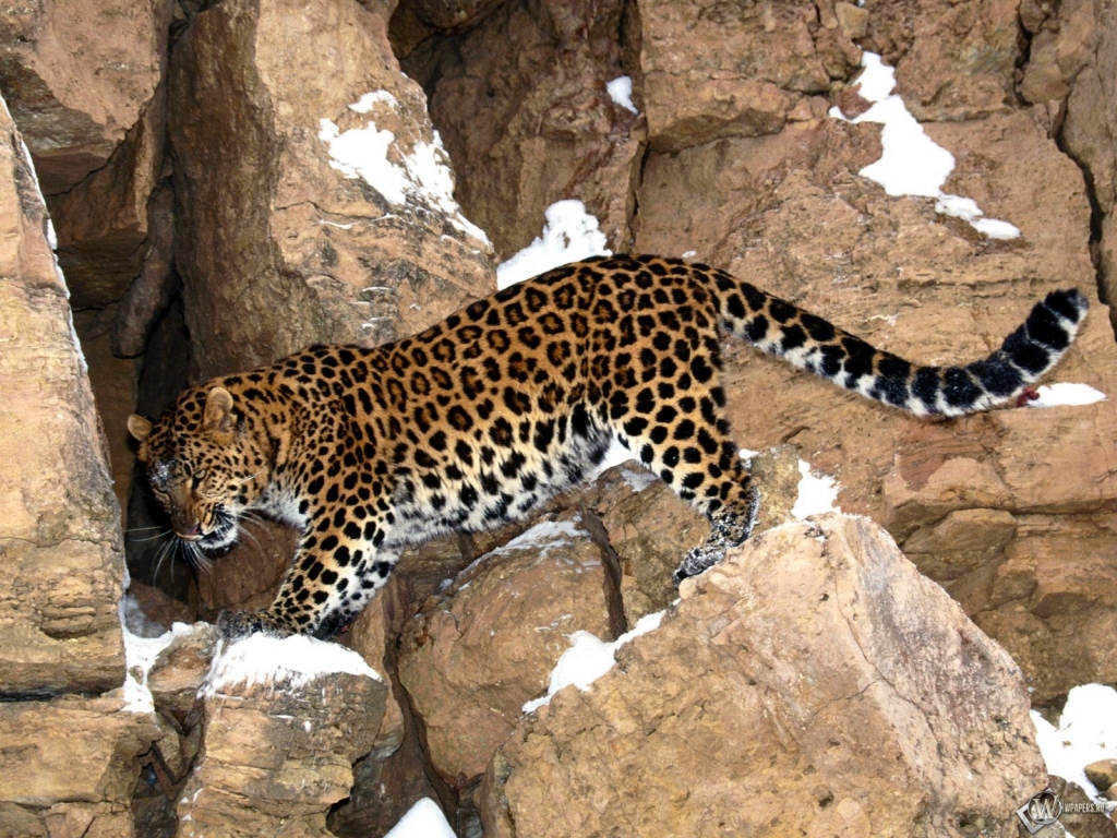 Леопард на камнях 1024x768