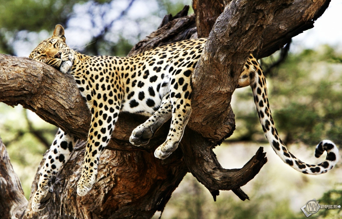 Леопард на дереве 1200x768