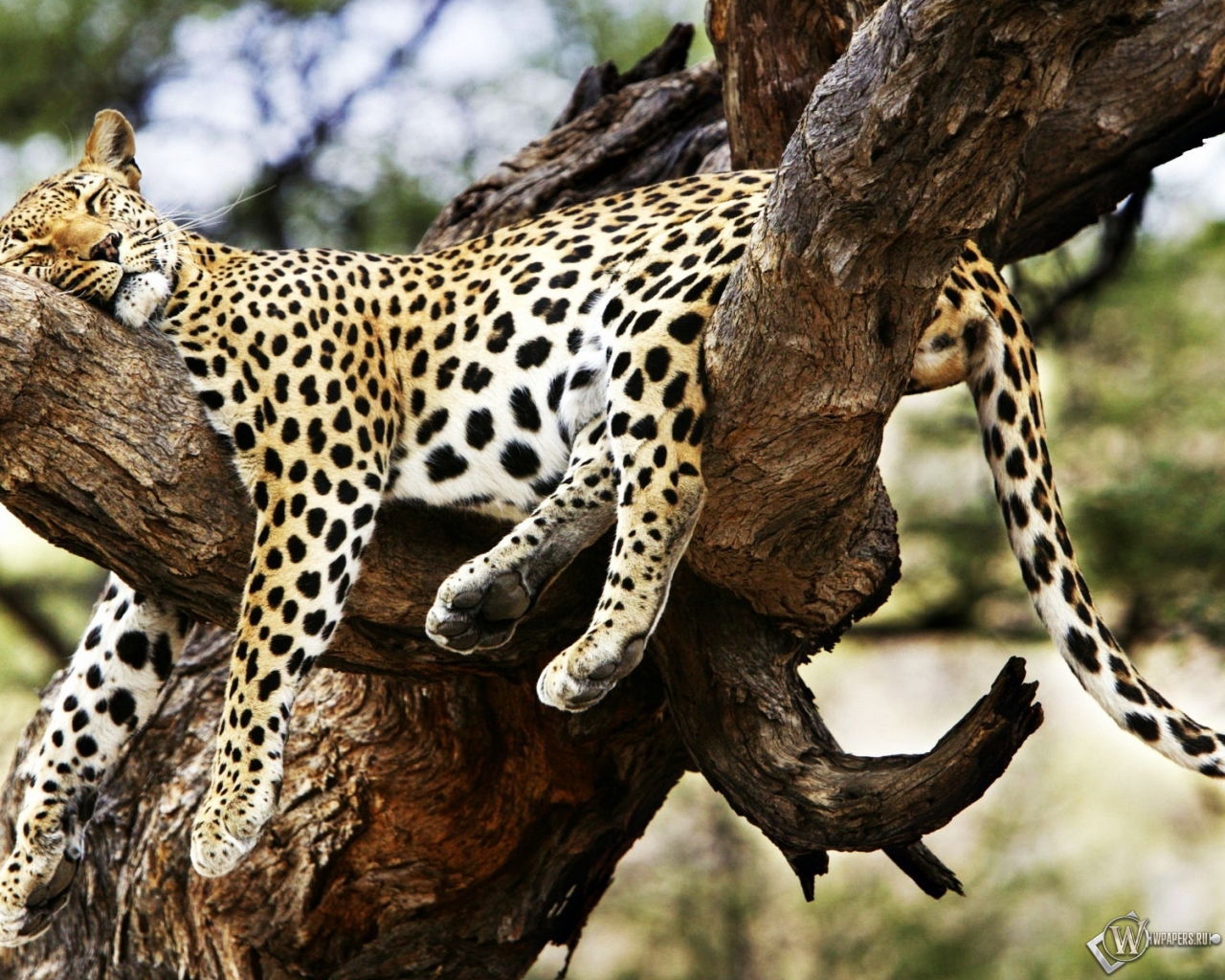Леопард на дереве 1280x1024