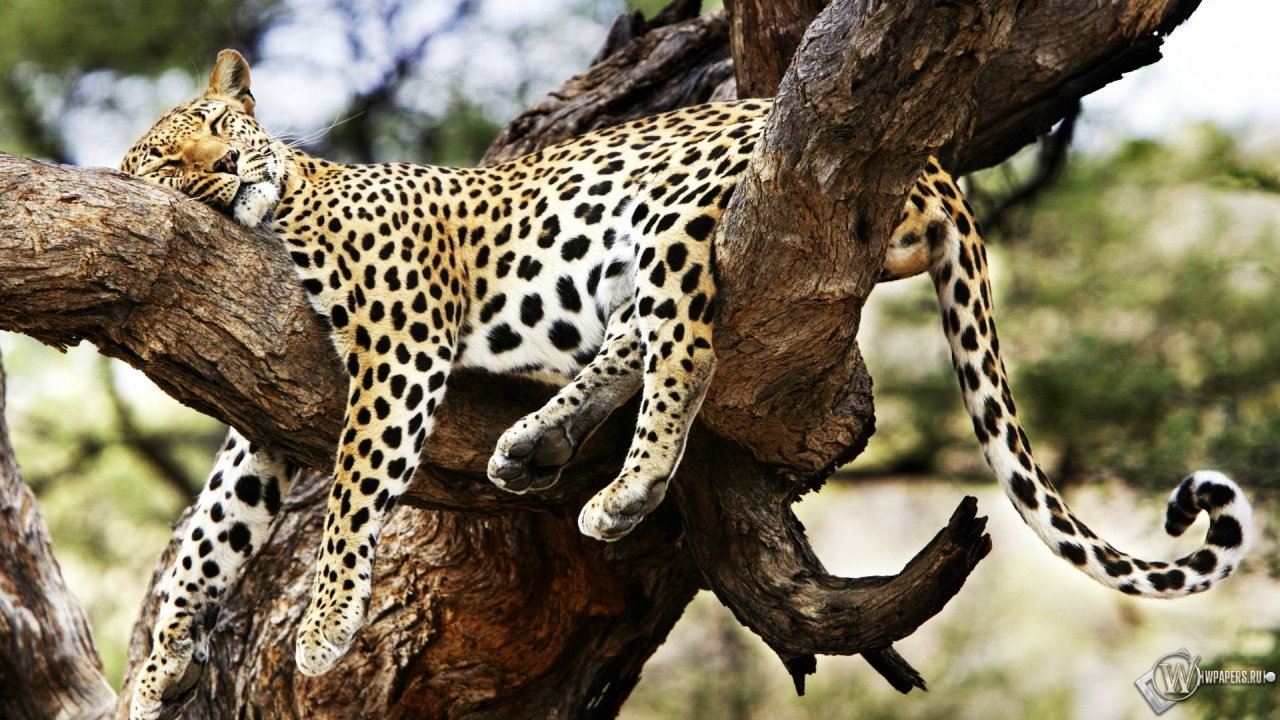 Леопард на дереве 1280x720