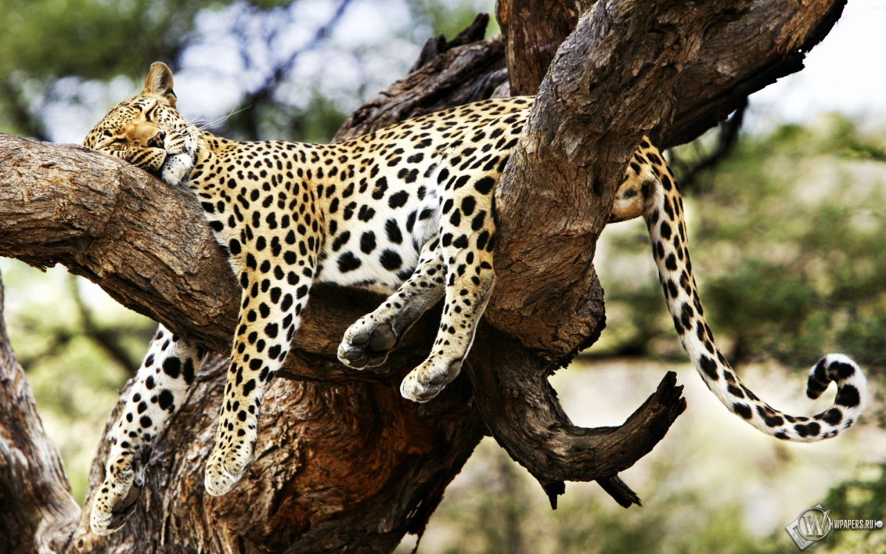 Леопард на дереве 1280x800