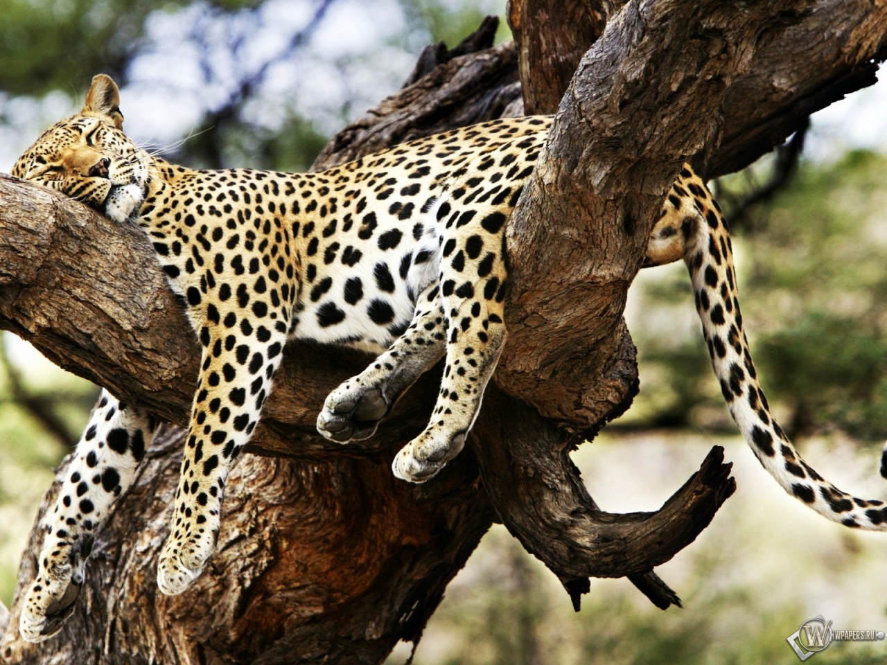 Леопард на дереве 1280x960