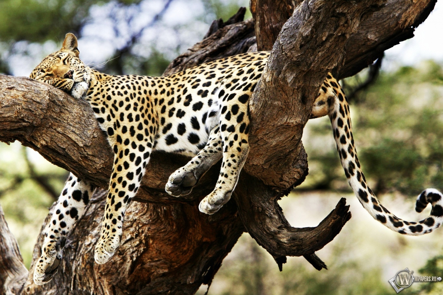 Леопард на дереве 1500x1000