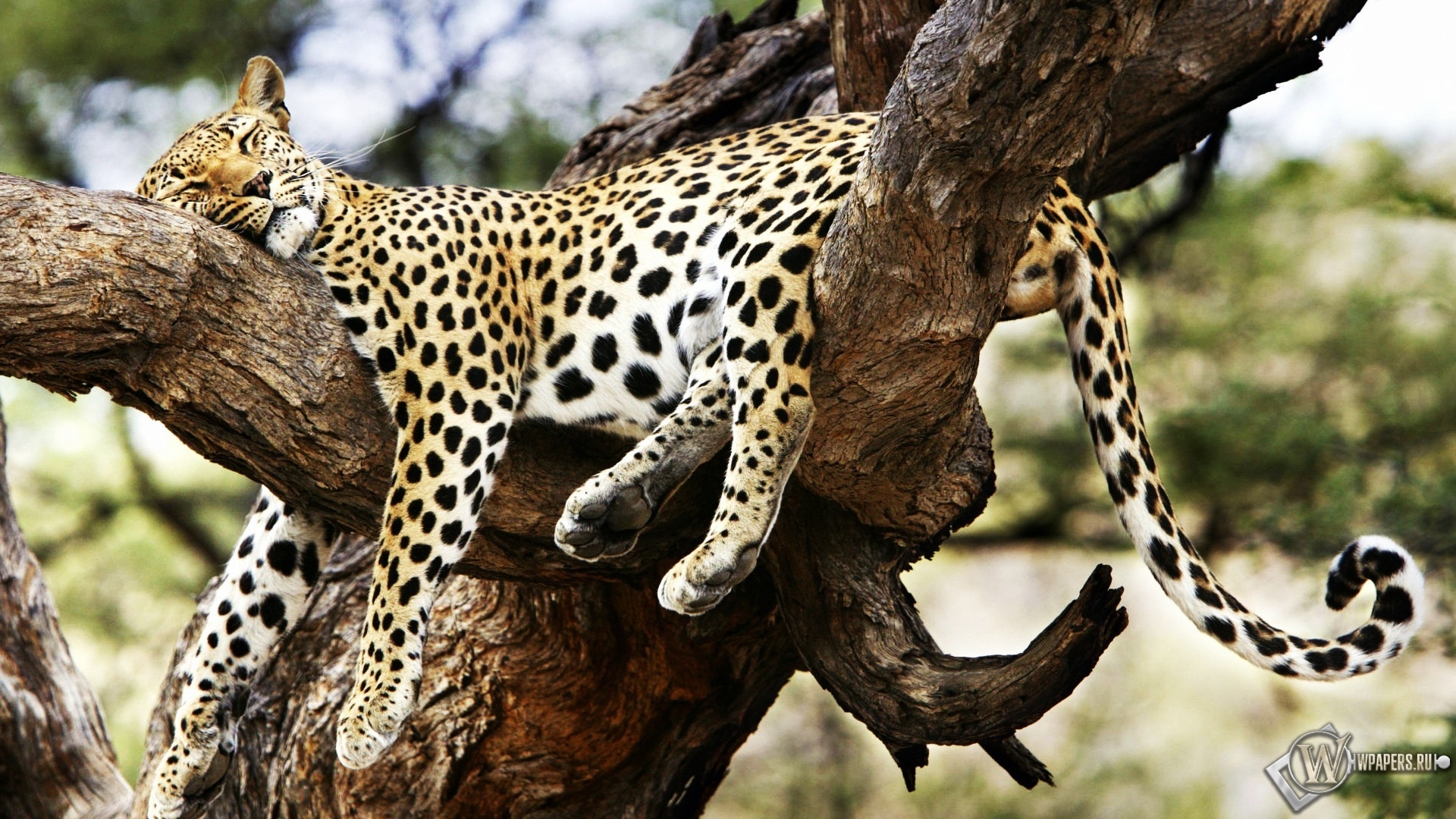 Леопард на дереве 1920x1080