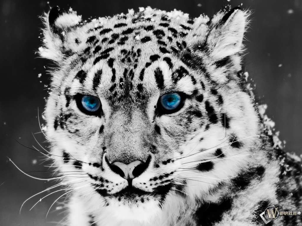 Snow blue eye Leopard 1024x768