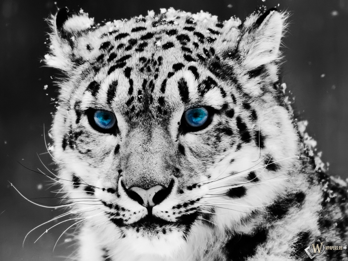 Snow blue eye Leopard 1152x864