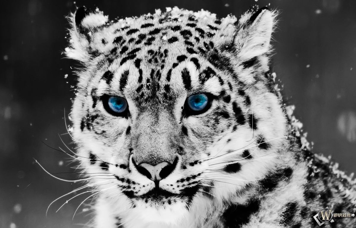 Snow blue eye Leopard 1200x768