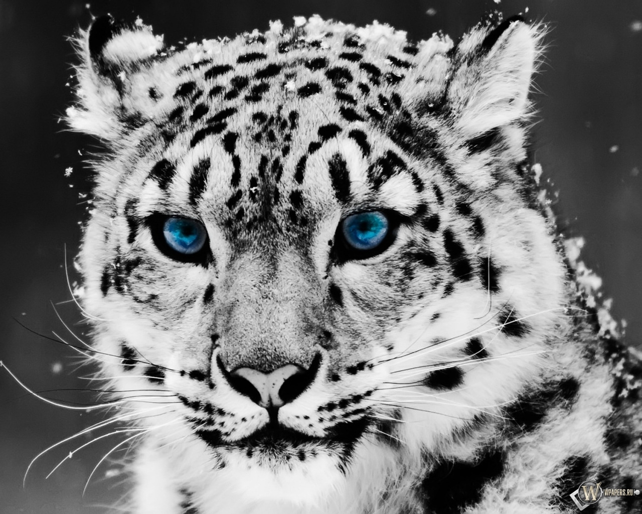 Snow blue eye Leopard 1280x1024