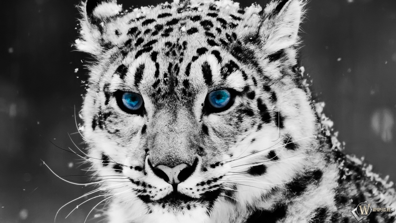 Snow blue eye Leopard 1280x720