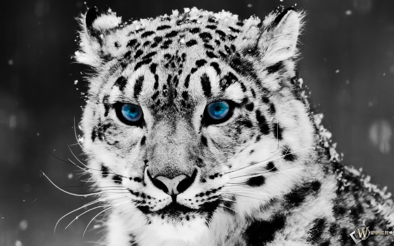 Snow blue eye Leopard 1280x800