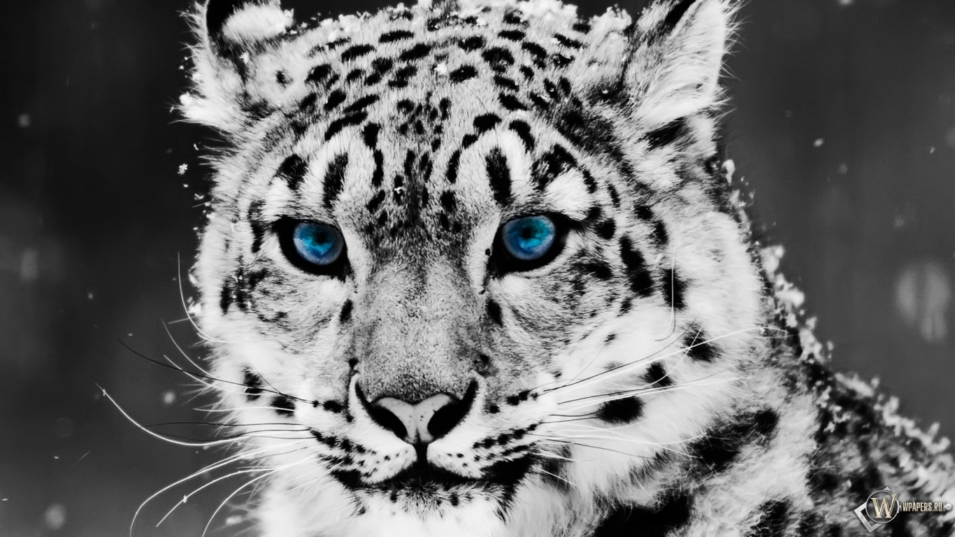 Snow blue eye Leopard 1366x768