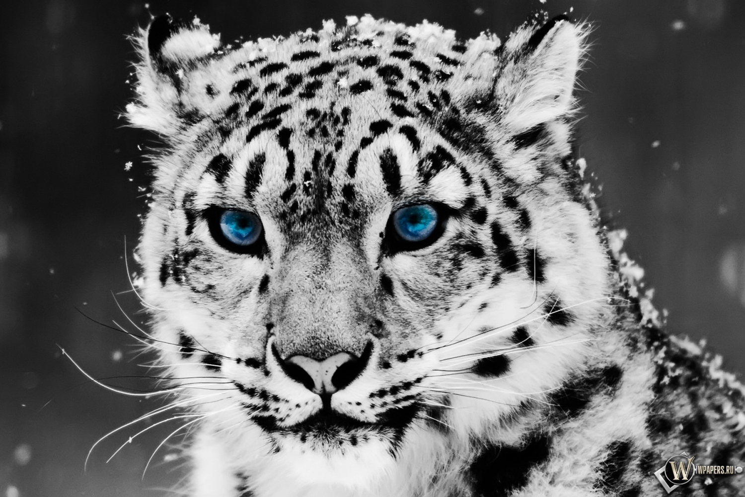 Snow blue eye Leopard 1500x1000