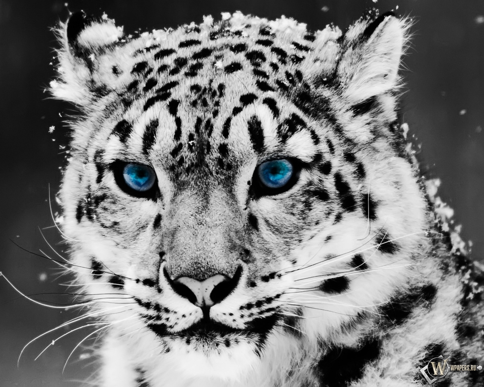 Snow blue eye Leopard 1600x1280