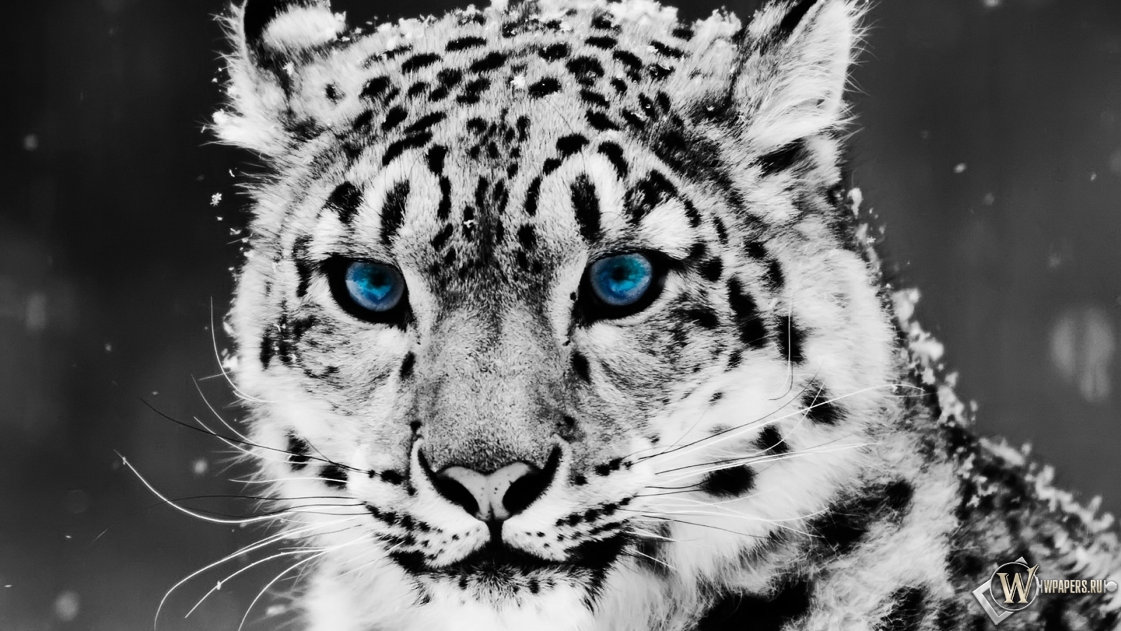 Snow blue eye Leopard 1600x900