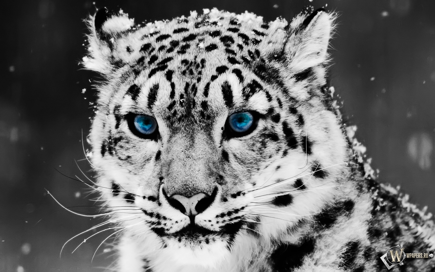 Snow blue eye Leopard 1680x1050