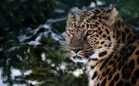 Обои Леопард в хвойном лесу: Леопард, Снег, Лес, Леопарды