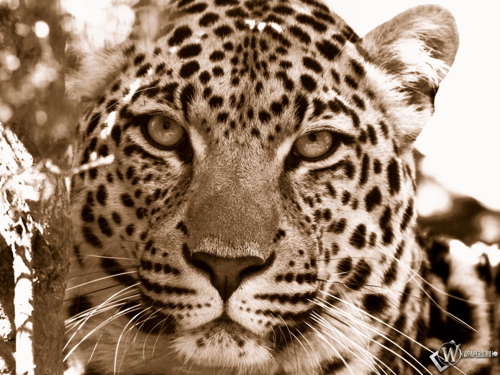 Взгляд леопарда 1024x768