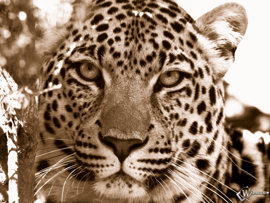 Взгляд леопарда 1152x864