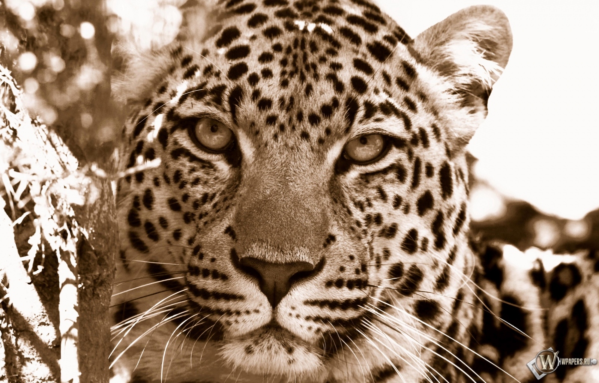 Взгляд леопарда 1200x768