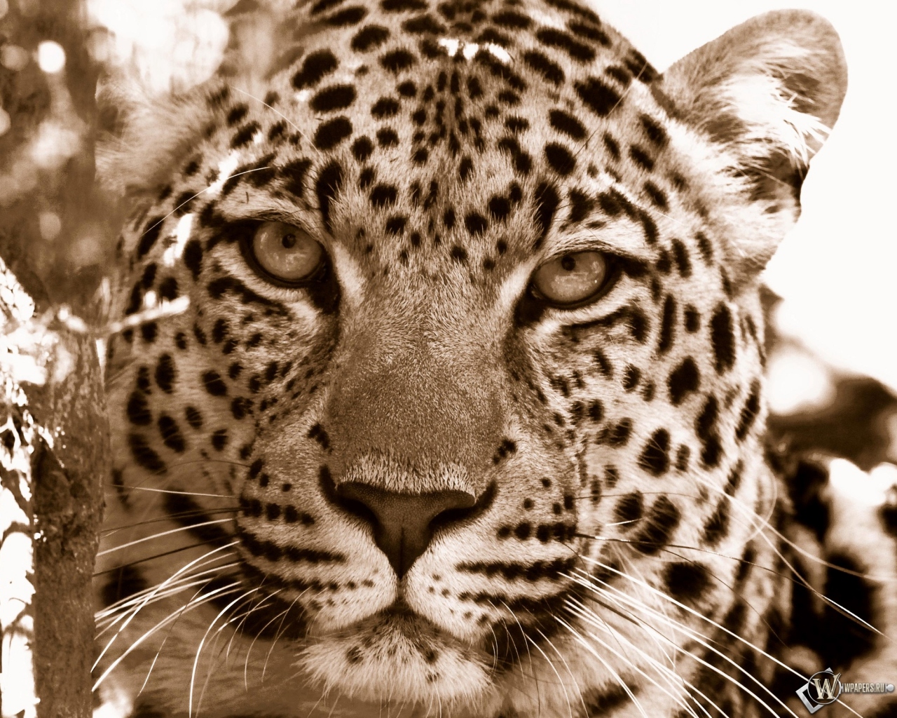 Взгляд леопарда 1280x1024