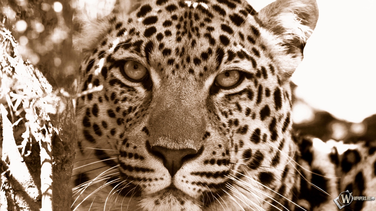 Взгляд леопарда 1280x720