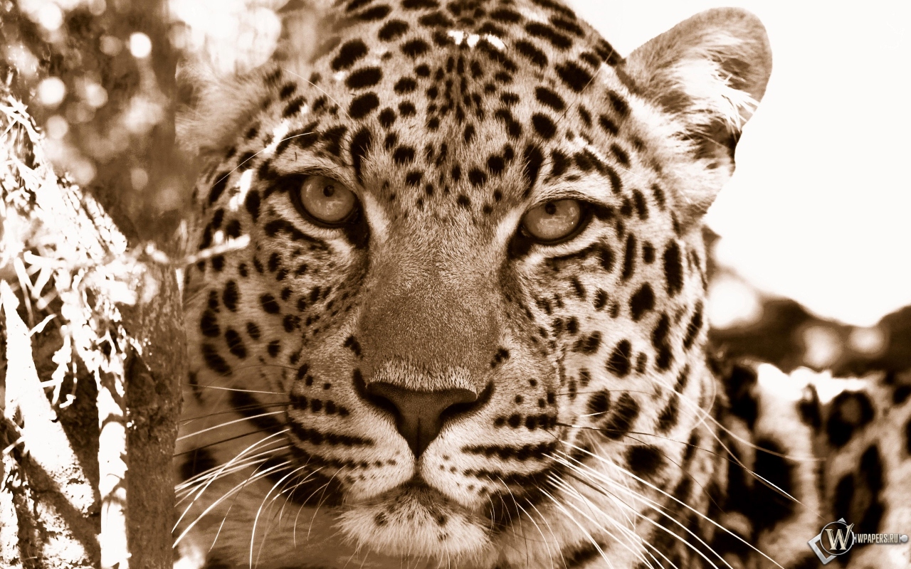 Взгляд леопарда 1280x800