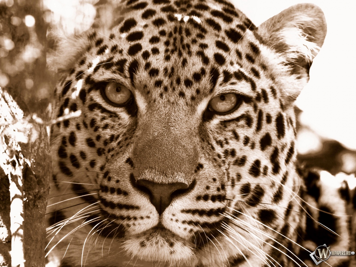 Взгляд леопарда 1400x1050