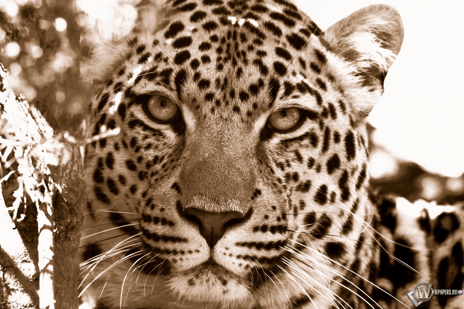 Взгляд леопарда 1500x1000