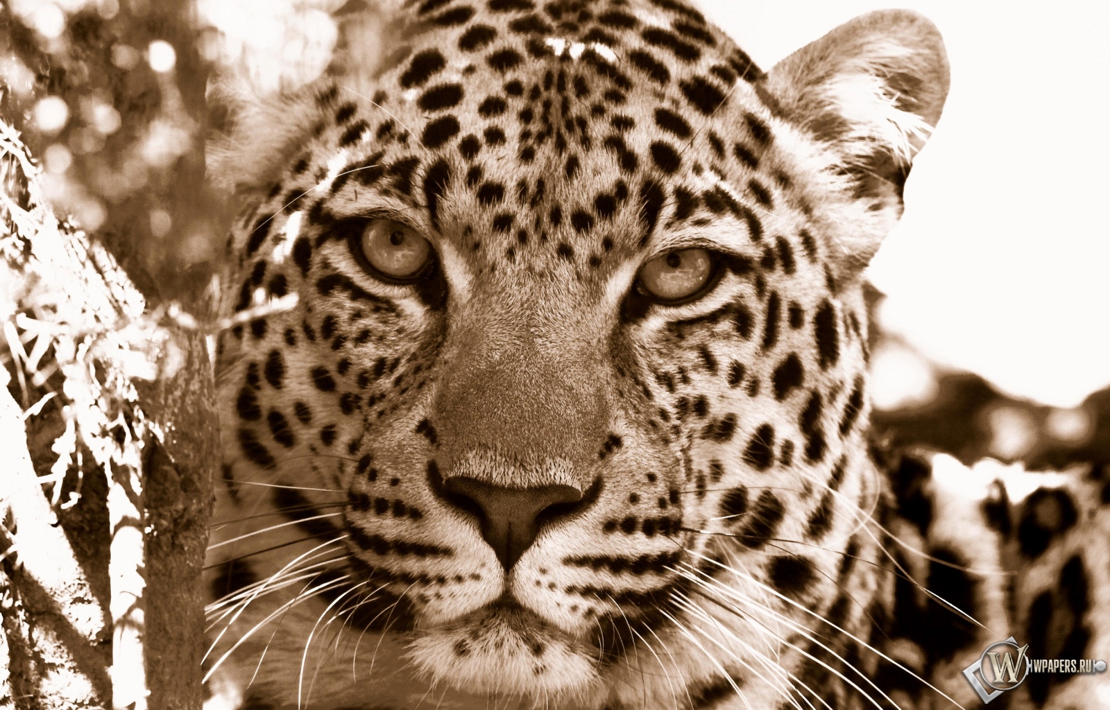 Взгляд леопарда 1600x1024