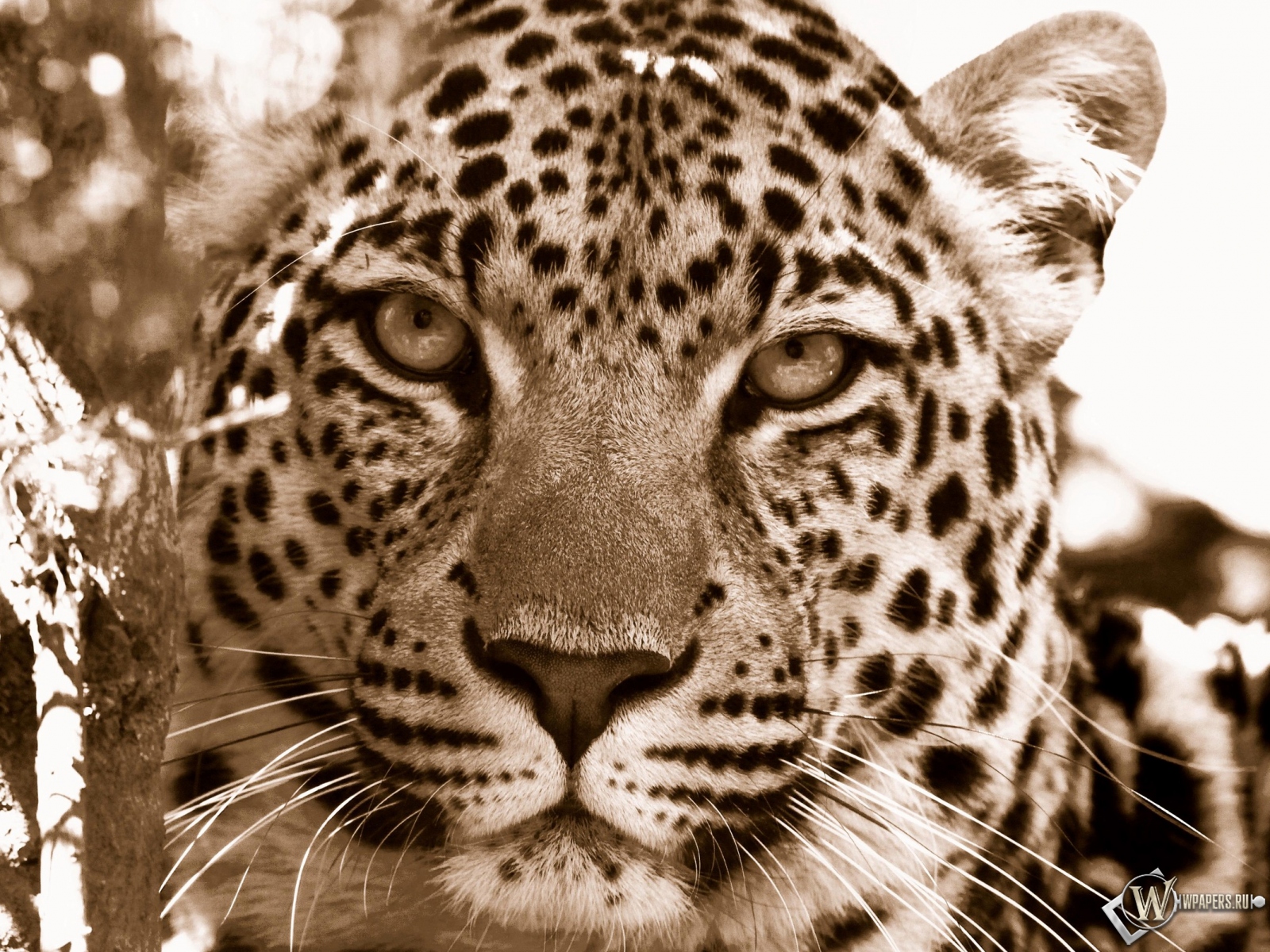 Взгляд леопарда 1600x1200