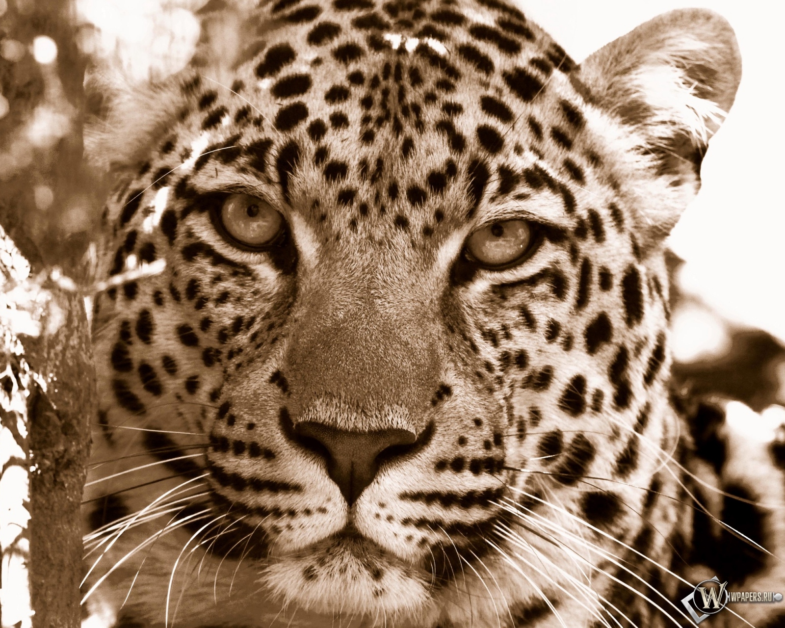 Взгляд леопарда 1600x1280