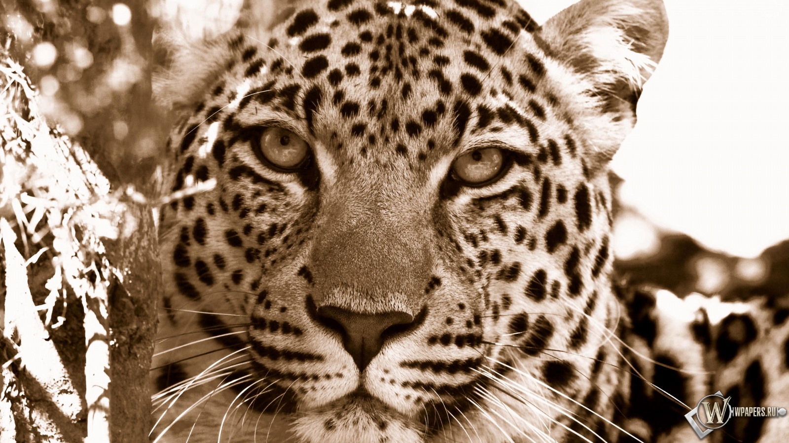 Взгляд леопарда 1600x900