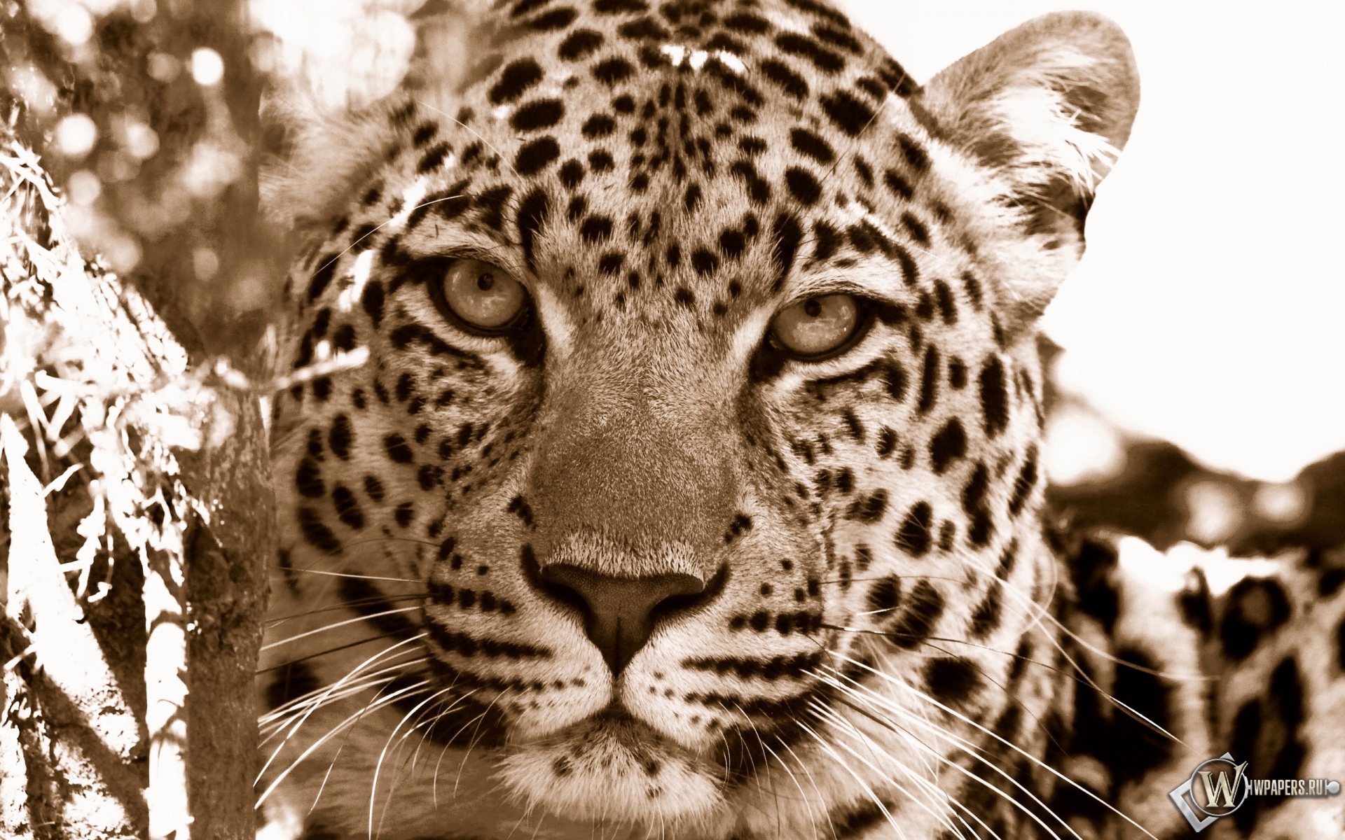 Взгляд леопарда 1920x1200