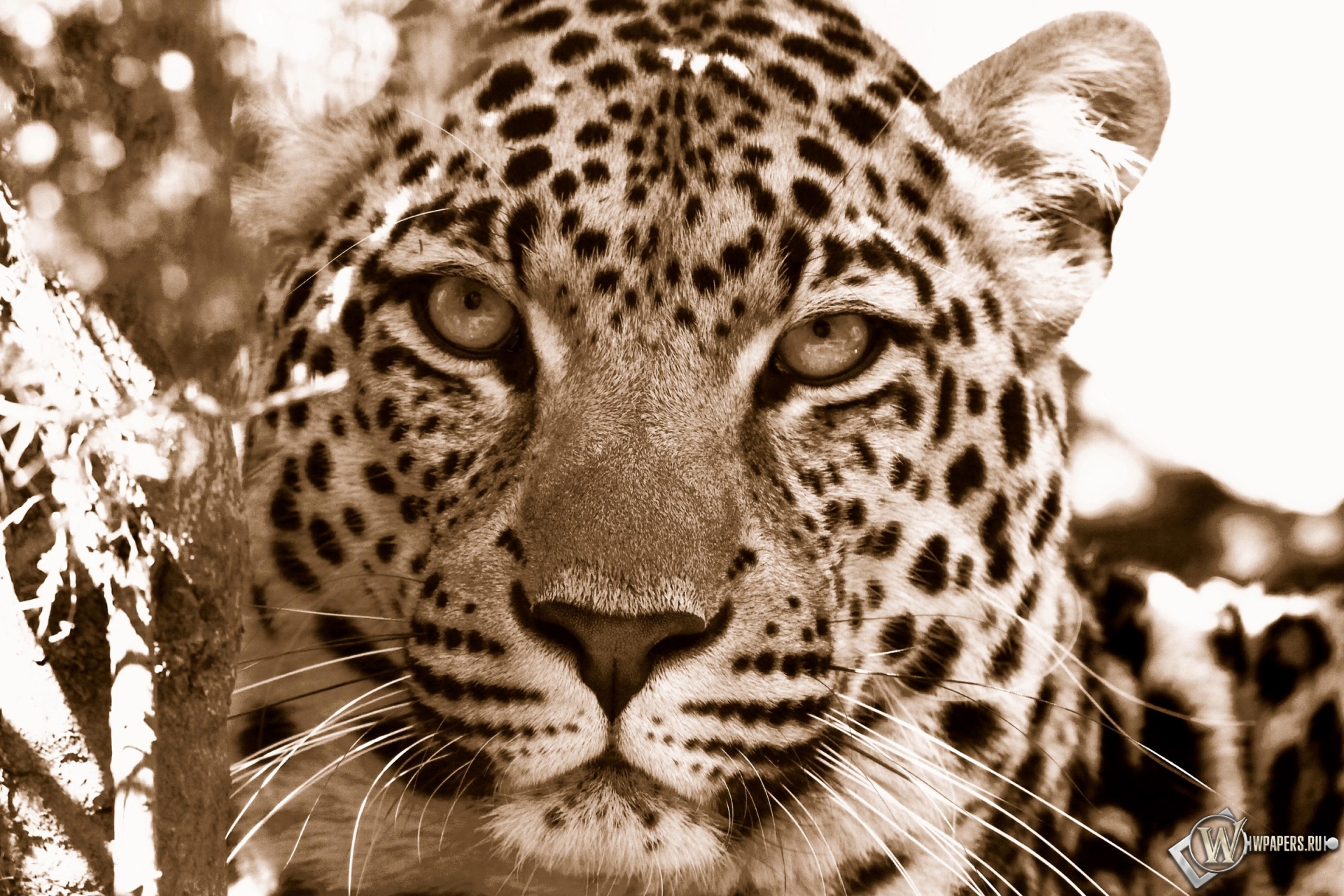 Взгляд леопарда 1920x1280
