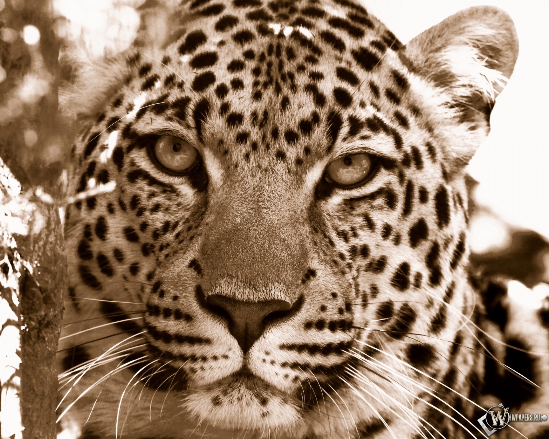 Взгляд леопарда 1920x1536
