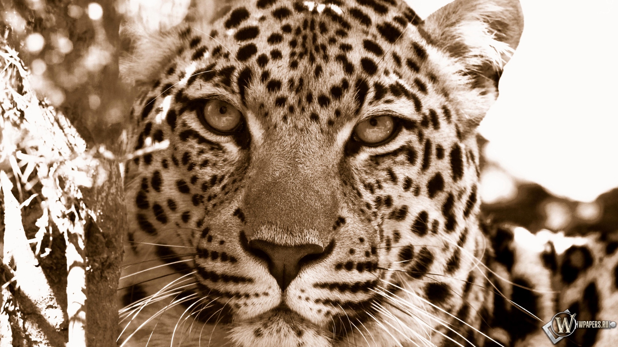Взгляд леопарда 2048x1152
