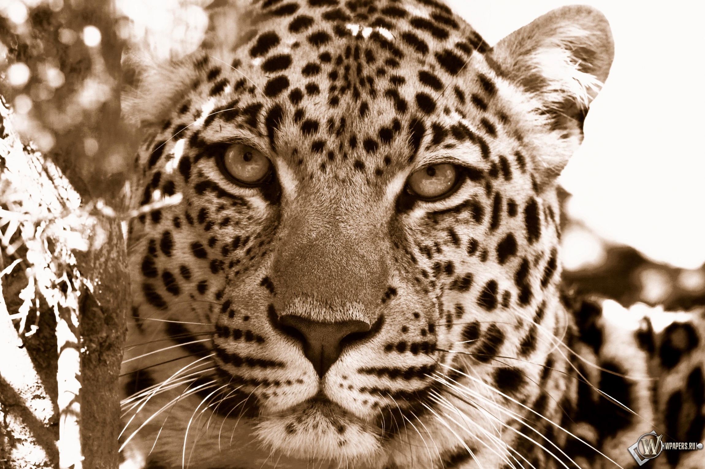 Взгляд леопарда 2300x1530