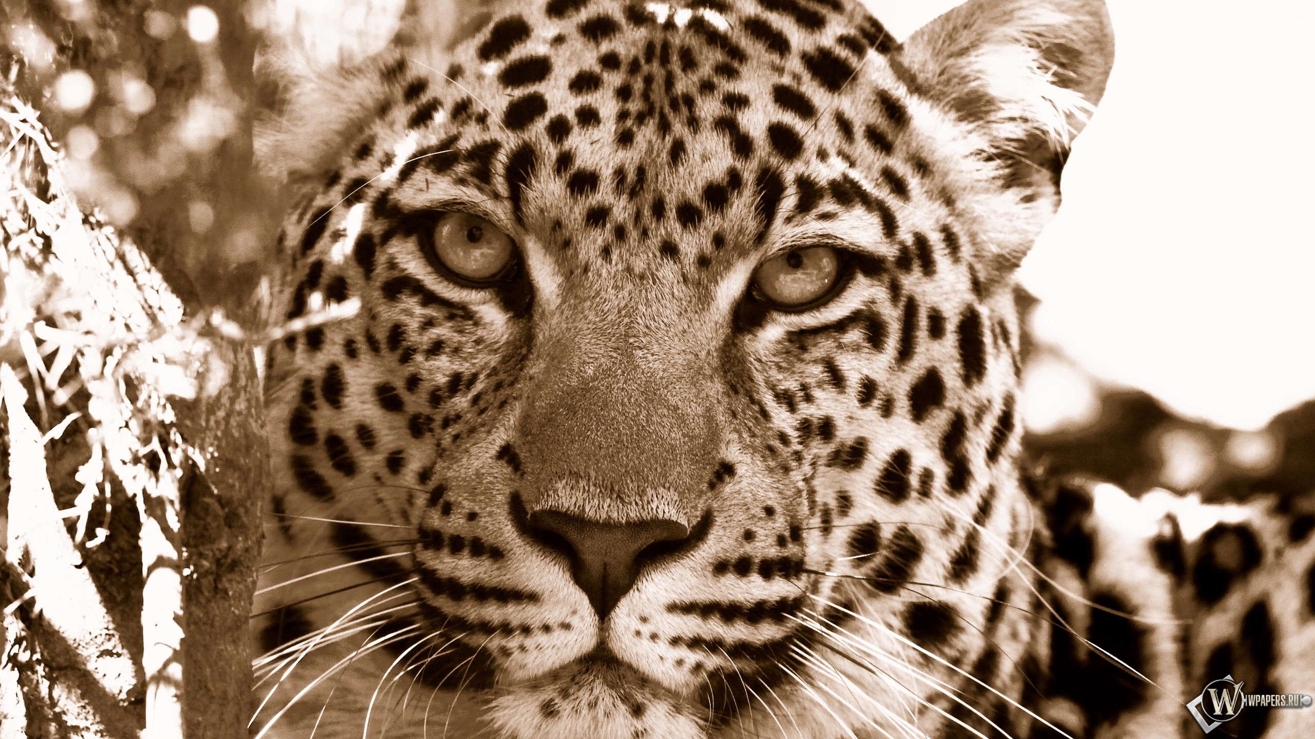 Взгляд леопарда 2560x1440