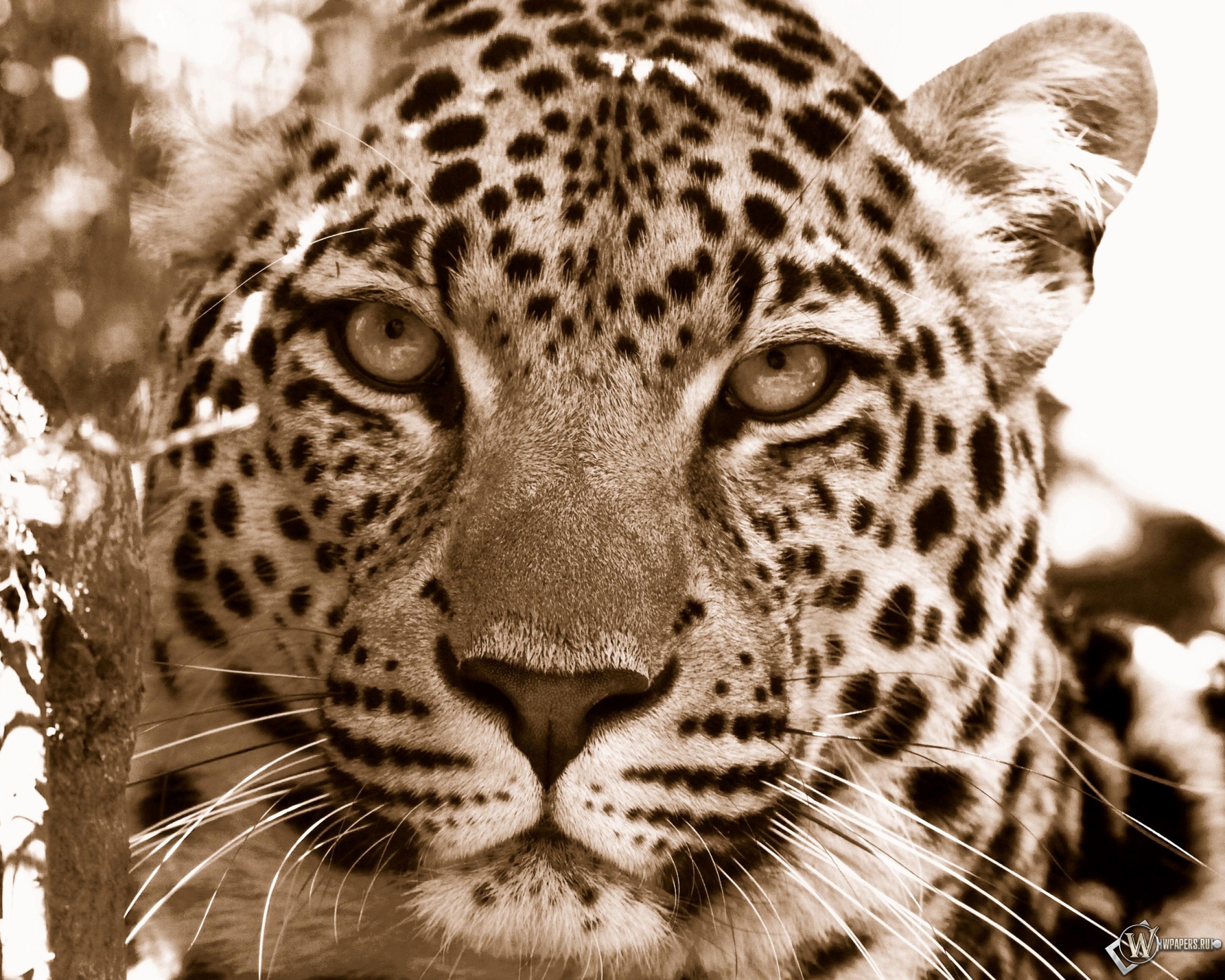 Взгляд леопарда 2560x2048