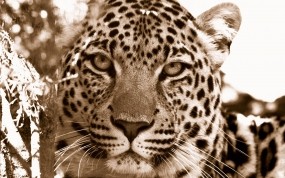 Обои Взгляд леопарда: Леопард, Взгляд, Хищник, Леопарды