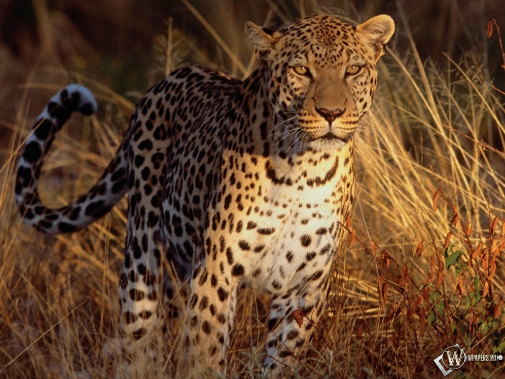 Леопард на охоте 1024x768