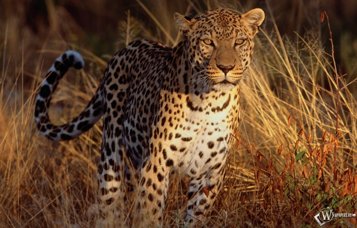 Леопард на охоте 1200x768