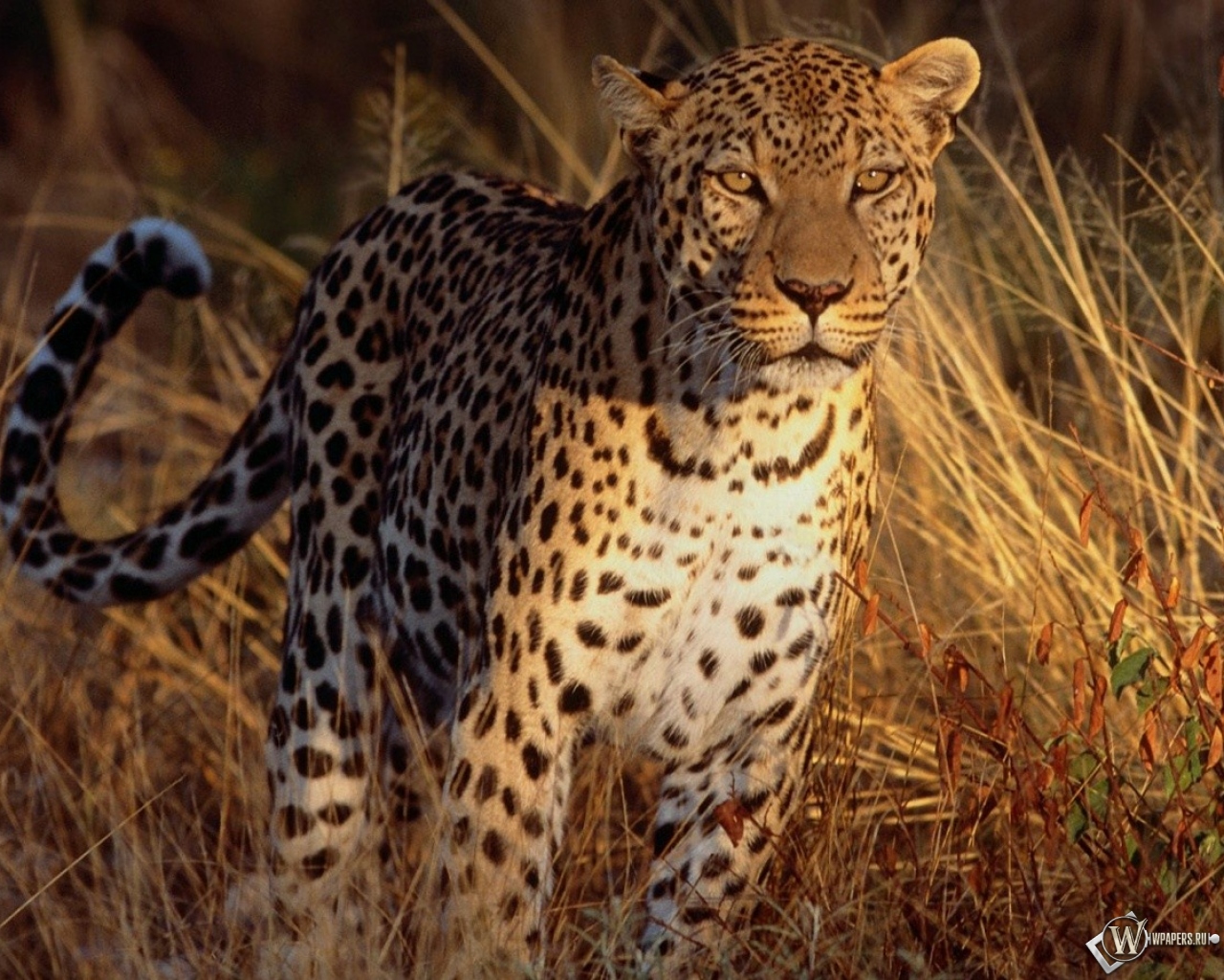 Леопард на охоте 1280x1024