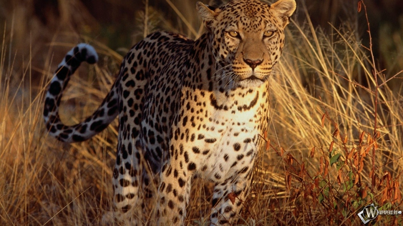 Леопард на охоте 1280x720