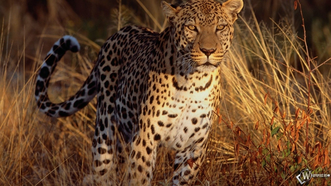Леопард на охоте 1366x768