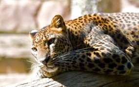 Отдых леопарда